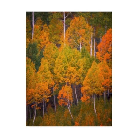 Darren White Photography 'Autumn Trees Photograph' Canvas Art,35x47